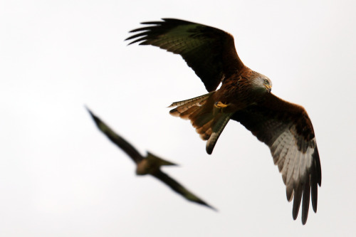 Red Kite (Milvus milvus) &gt;&gt;by Mrs Airwolfhound