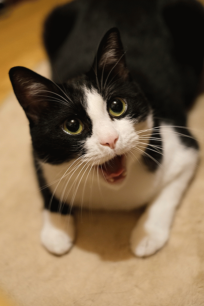 Koo Goo Meow