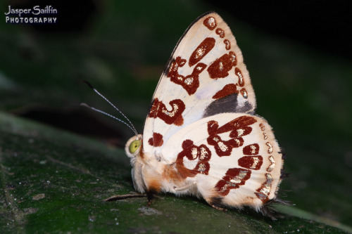 onenicebugperday:Metalmark butterflies in the genus AnterosFound from Mexico down through Central Am