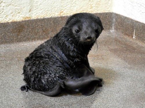 neaq:See how she’s grown! Now 6-weeks old, Kitovi made her first foray into the public marine mammal