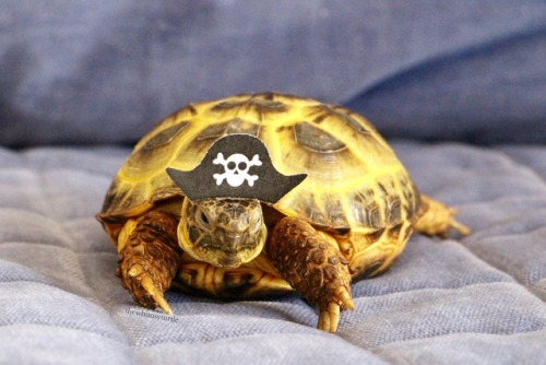 thewhimsyturtle:ARRRRRR!!!  It be International Talk Like a Pirate Day!  Watch ou’, 