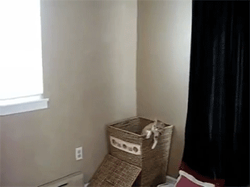 sizvideos:  Cat Helps with the Laundry - Video 