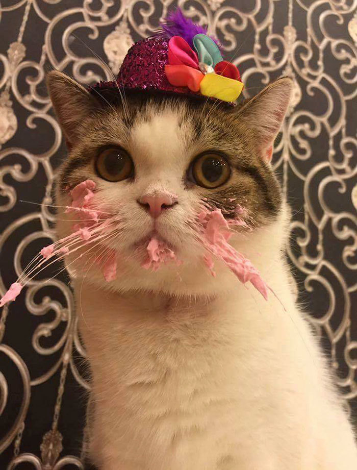 boredpanda:    This Cat Eating A Cake On His Birthday Is Hilariously Adorable   
