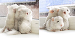 awesome-picz:  Baby Chinchillas That Will Melt Your Heart.