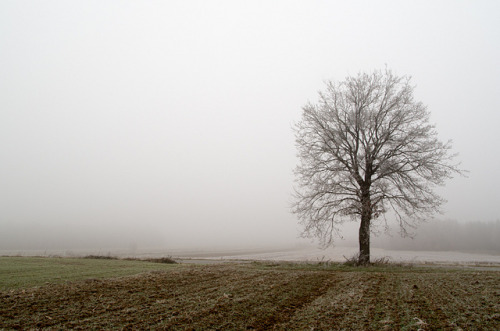 90377: Tree_fog_2 by ivrabec985 on Flickr.