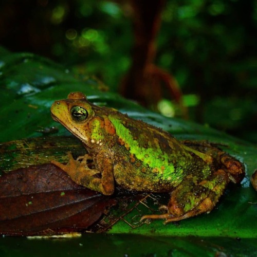 A climbing toad in Costa Rica.#toad #amphibians #herps #rainforest #biodiversity #arboreal #amphib