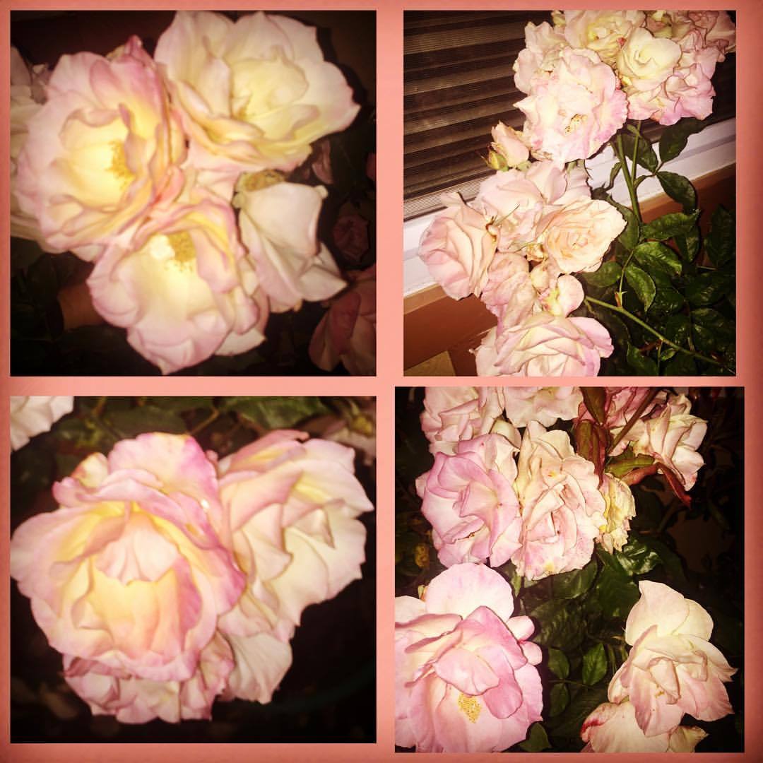 #rosas #roses  (at Hacienda Pèrez-Garcia)
