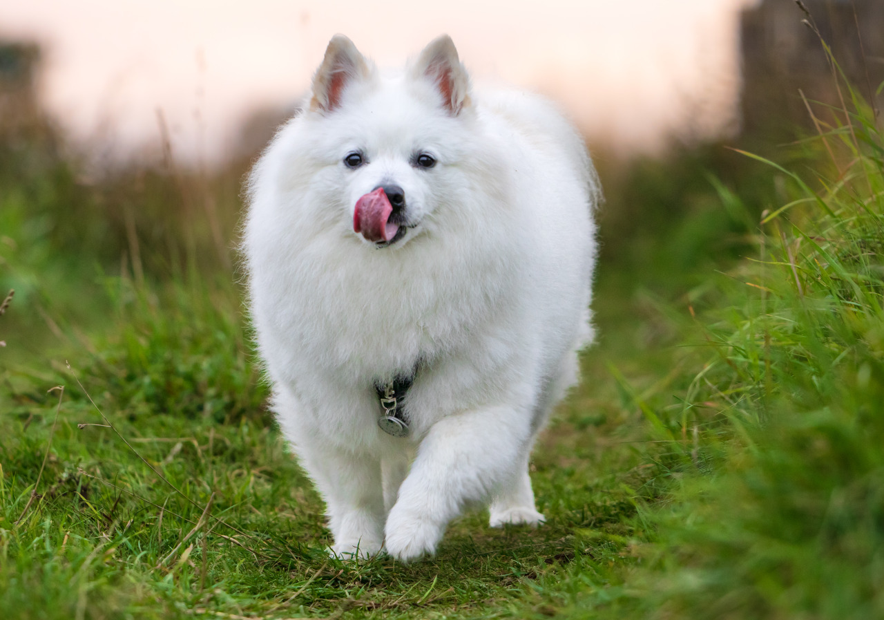 pavlov’s dog but it’s not a bell, it’s a camera shutter that means food time