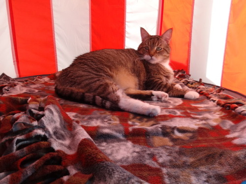 dixieandherbabies: Dixie and her babies.Another day in the porch tent for Carter.