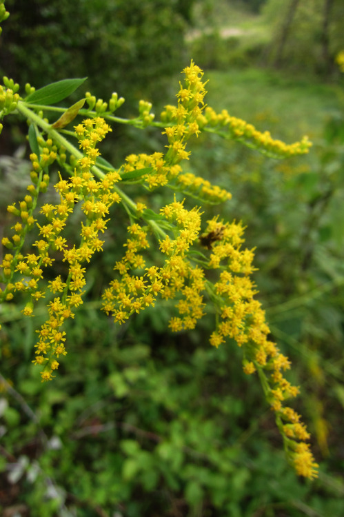 jerscaplants:plantyhamchuk:September 2015 - Goldenrod / SolidagoThis plant is still considered by ma