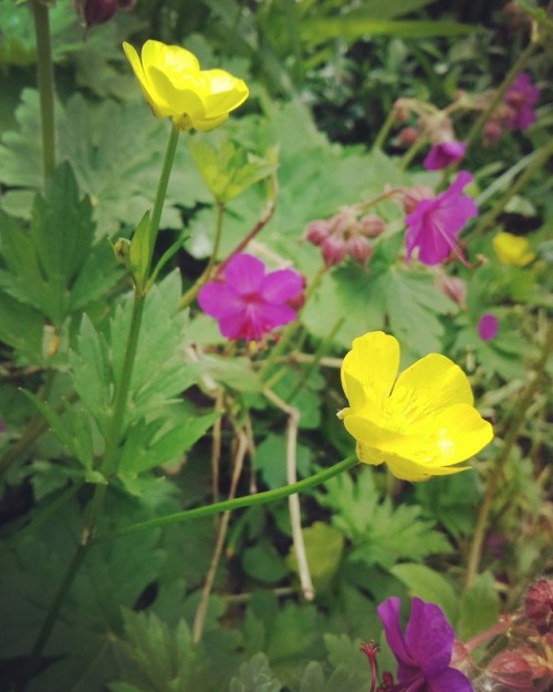 Sunshine, my garden, herbs… I love it!