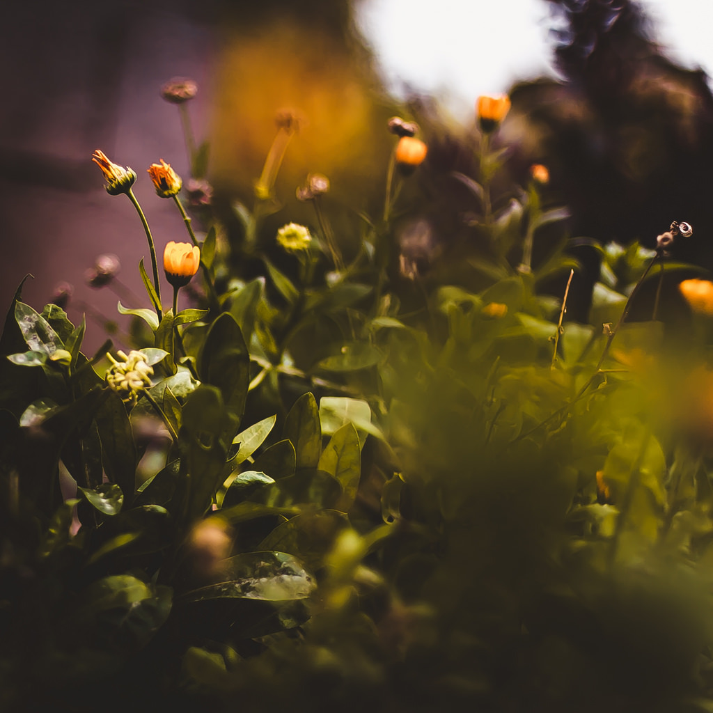 drxgonfly:  Yellow (by  Kristina Manchenko)