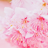 ryeou:  sakura (by 紅襪熊) 