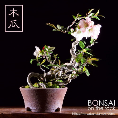 木瓜（ボケ）の盆栽BOKEH, Japanese Quince bonsai2018.4.7 撮影bonsai on the rock| Creema | BASE | Zazzle.co.jp | 