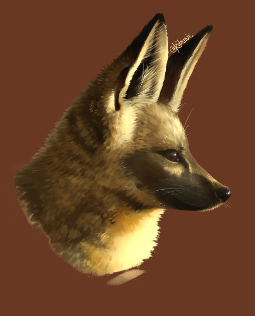 bat-eared fox is objectively the best fox