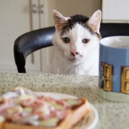 おはヨウカンさん！Good Morning Yohkan-san! #cats #neko #yohkan #uchinonekora #ねこ部 #猫星人 #kachimo #catstagram #