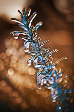 mistymorningme:  Rosemary Frozen in Thyme by Kevin Eddy 