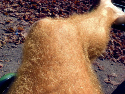 Hairy Men Arms