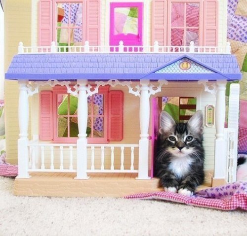 catsbeaversandducks: Cats Breaking Into Doll Houses“I hope Barbie and Ken aren’t allergi
