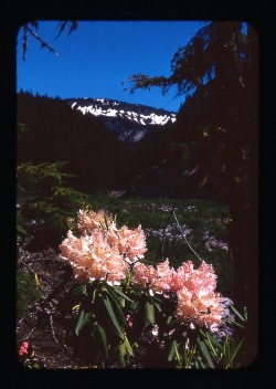 slideofthetimes:  July 1971 // flowers &amp; mountains // Oregon