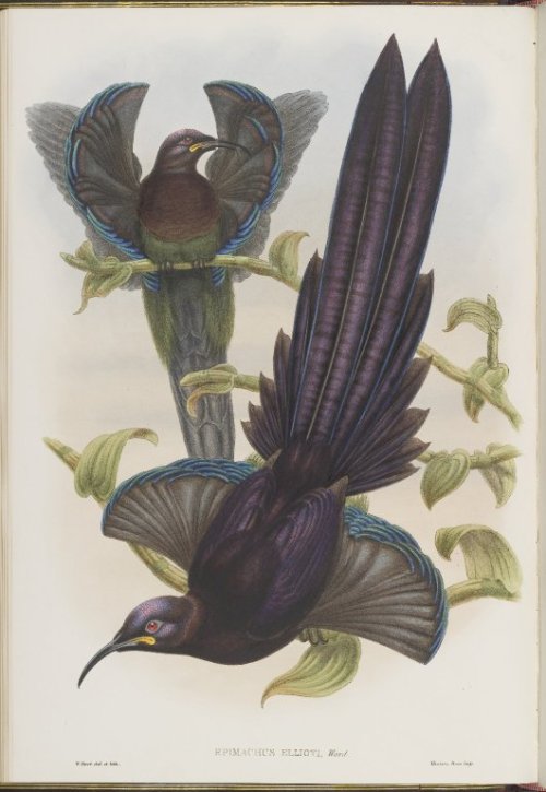 R. Bowdler Sharpe, Monograph of the Birds of Paradise, 1891-98. © The University of Edinburgh