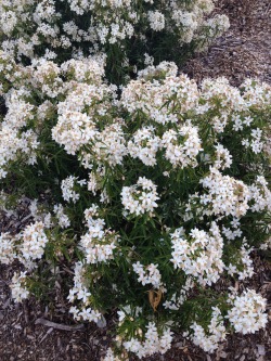 floweringplants:  pretty white flowers from