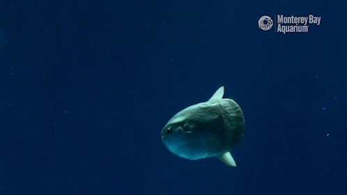 montereybayaquarium:It’s the longest day of the year here in the Northern Hemisphere! Time to bask i