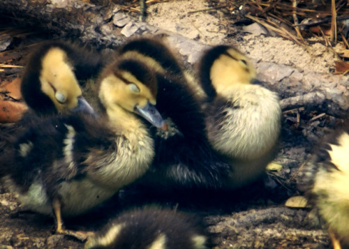 04.30.17 Muscovy Ducks