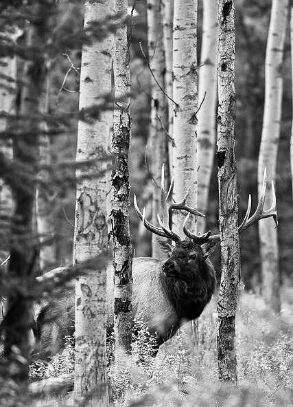 southerncountrygentlemenblog:Ghost in the Timber