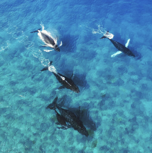 Humpback whales glide through crystal clear waters of Moorea, French PolynesiaPhoto by Moorea Ocean 