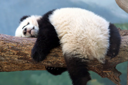 giantpandaphotos:  Xi Lan at Zoo Atlanta,