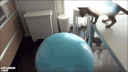 gifsboom:  [video]