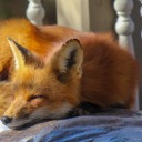 tired-foxxo avatar