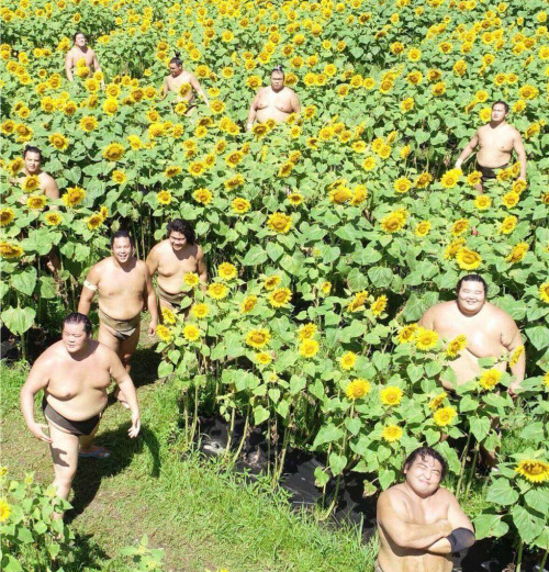 blessedimagesblog:Sumo wrestlers in a sunflower field for some reason.