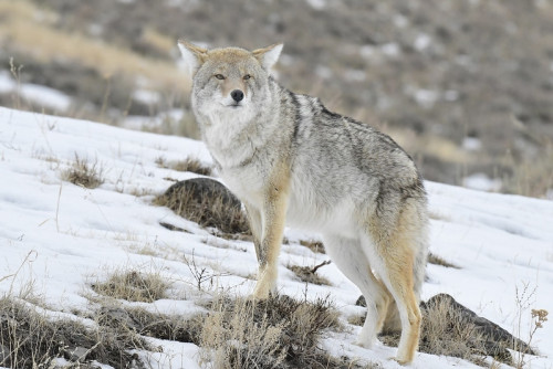 wilkpreriowy:Coyote (Canis latrans) Yellowstone National Park, Wyoming, USAby Dan Dzurisin