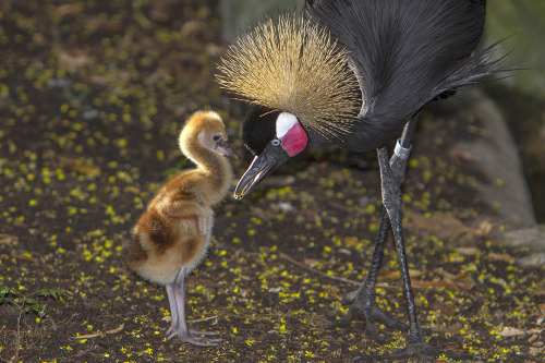 sdzsafaripark: East meets West - East African crowned crane siblings are getting lots of &lt;3 f