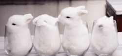 cutefunnybabyanimals:  Bunnies in cups via /r/aww http://ift.tt/2odk0Qd