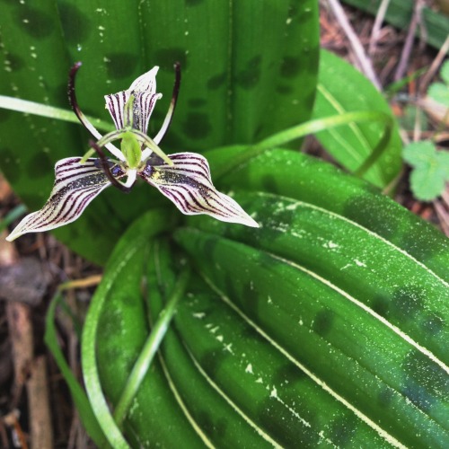 Process: 11Calypso orchid, California fetid adderstongue, Bentflower fiddleneck.