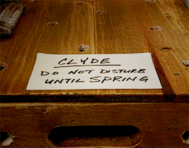 savagecannibal:     Clyde is a Horsfield’s tortoise and needs to hibernate in the