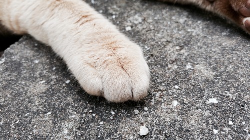 criminallyobscene: 相島の猫たちPaws from Ainoshima (Cat Island)Japan, 2016 100% pure content