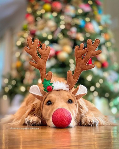 delta-breezes:Sunday | @sundaythegoldenretriever 