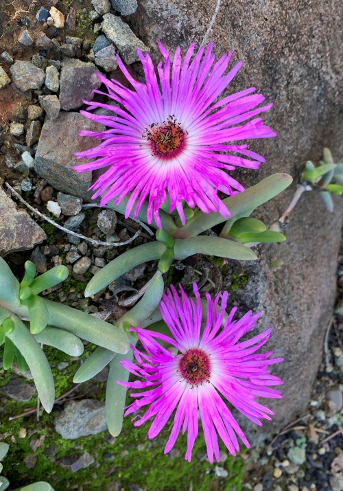 Cephalophyllum pulchrum
Mesembs are plants in the Ice Plant Family (Aizoaceae), and quite a few of them come into flower in winter. This is very welcome in a garden setting, where splashes of bright color in winter are certainly desirable. At the...