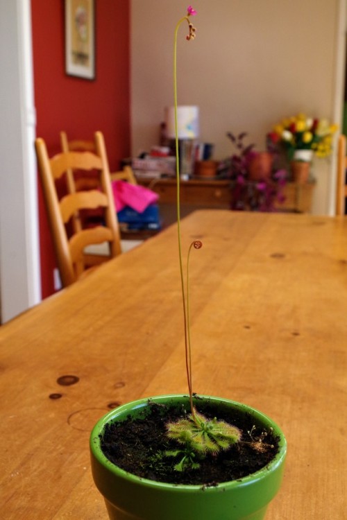 It’s rude to eat your pollinatorsSundews (Drosera) are famous for eating bugs by trapping them in th