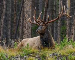 typhlonectes: A male or “Bull” Elk (Cervus canadensis) takes a rest at  Rocky Mountain National Park in Colorado, USA. Photo by Andrew E. Russell on Flickr, CC 