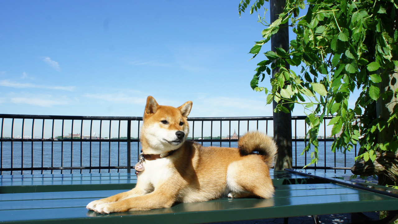 Today’s Forecast: Clear skies with a high chance of a happy Shiba. - HappyGoRiley