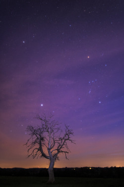 wonders-of-the-cosmos:  Night sky - The Orion Constellation. Credit: frankastro