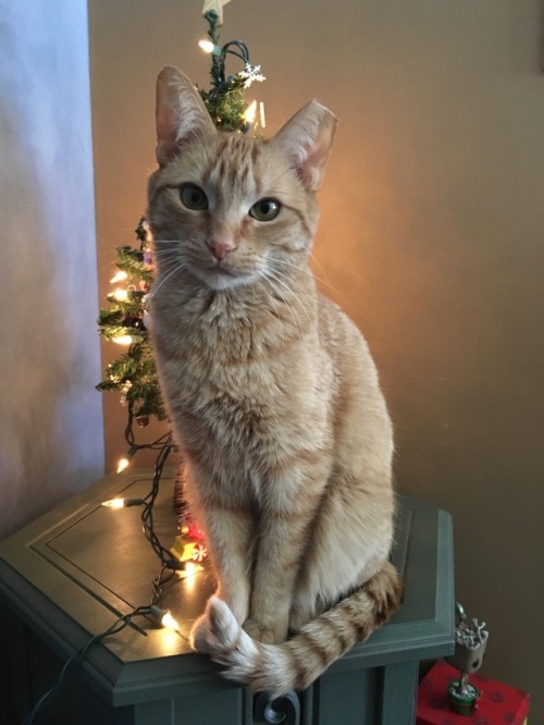 gandalftherainbow:Meowy Christmas from me and Watson!