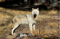 sisterofthewolves:  Picture by Antti SiponenEurasian wolf (Canis lupus lupus).