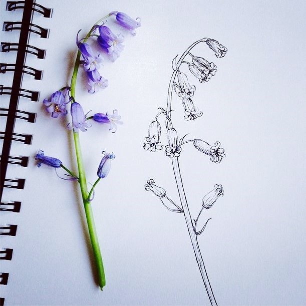 Botanical Drawings Little Dagger Bluebells Study