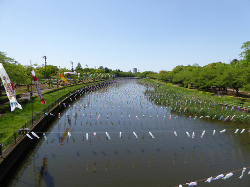 minuga-hana: 【館林城址・城沼・つつじが岡公園 former Tatebayashi castle, pond and azalea park】 by  Cory
